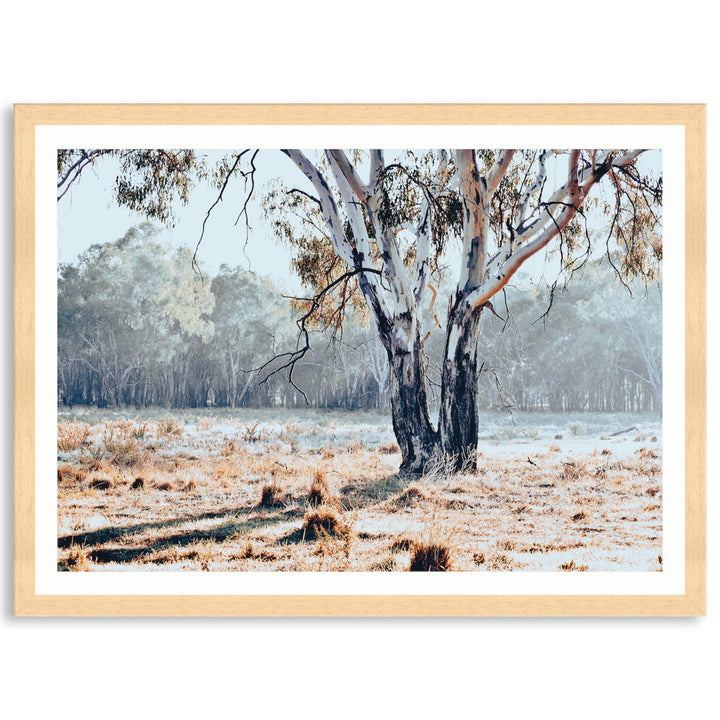 RIVER GUM I - Framed Print