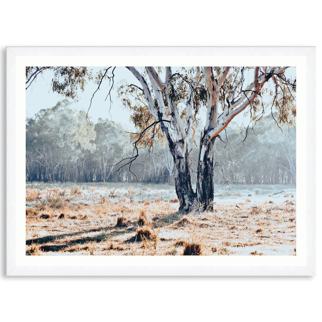 RIVER GUM I - Framed Print