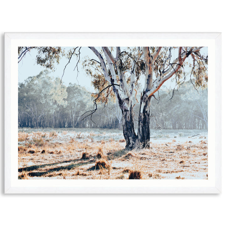 RIVER GUM I - Framed Print