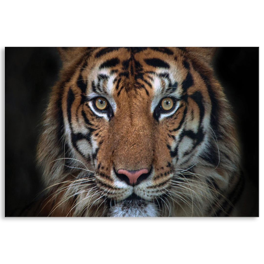 BENGAL TIGER I - Canvas Print