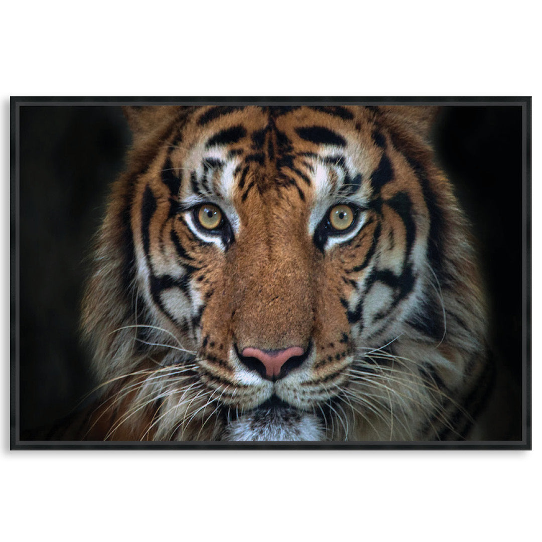 BENGAL TIGER I - Framed Canvas