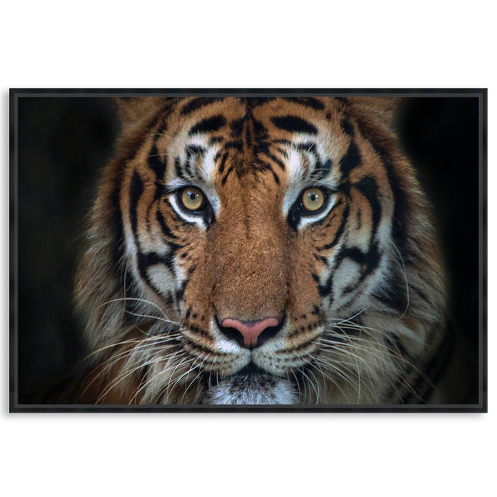 BENGAL TIGER I - Framed Canvas