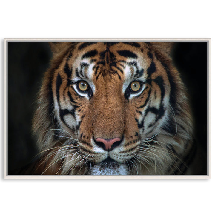 BENGAL TIGER I - Framed Canvas