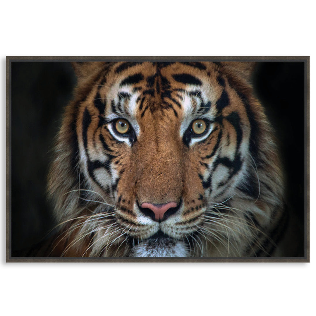 BENGAL TIGER I - Framed Canvas