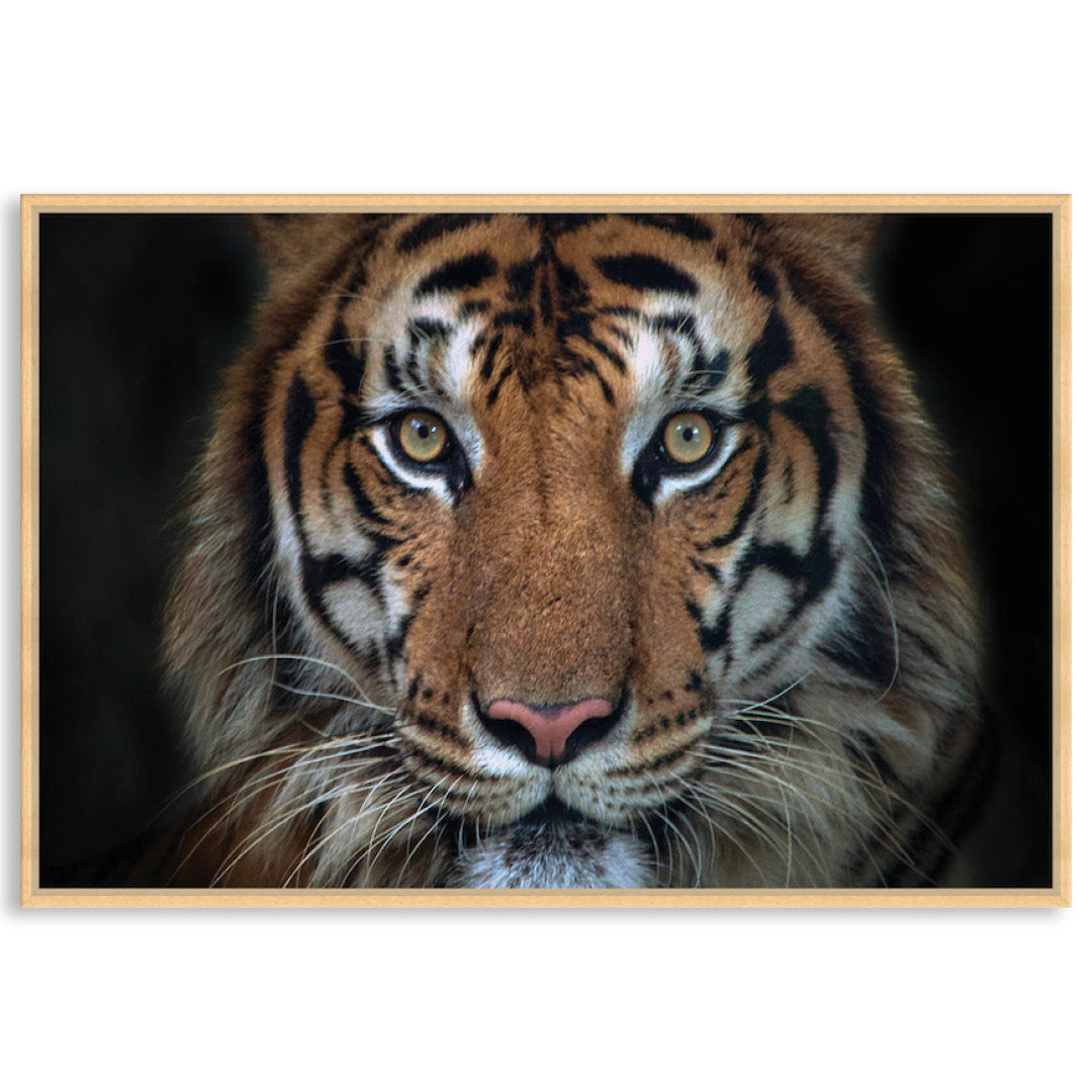 BENGAL TIGER I - Framed Canvas