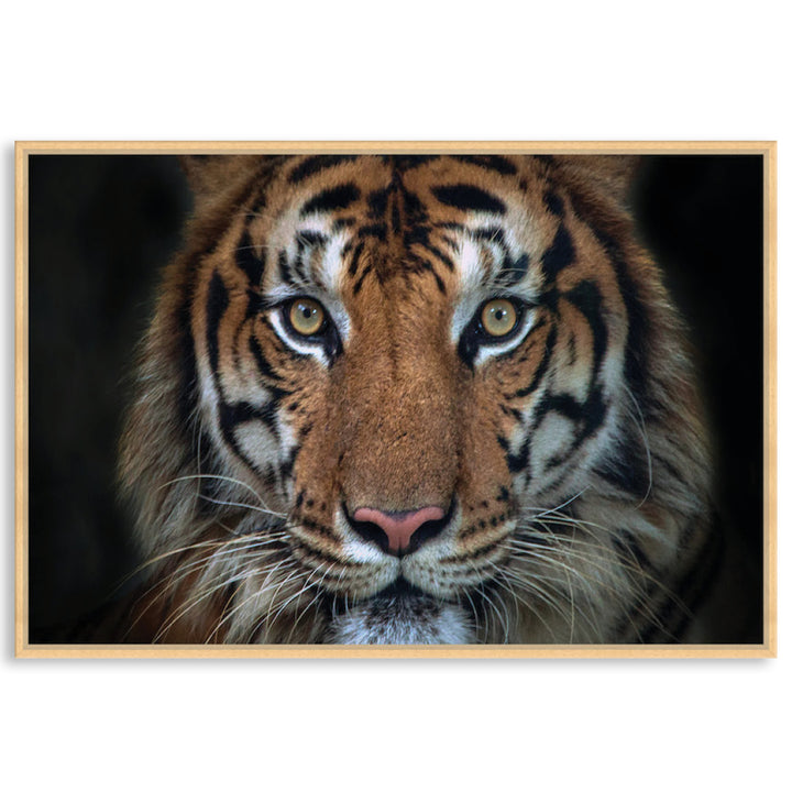 BENGAL TIGER I - Framed Canvas