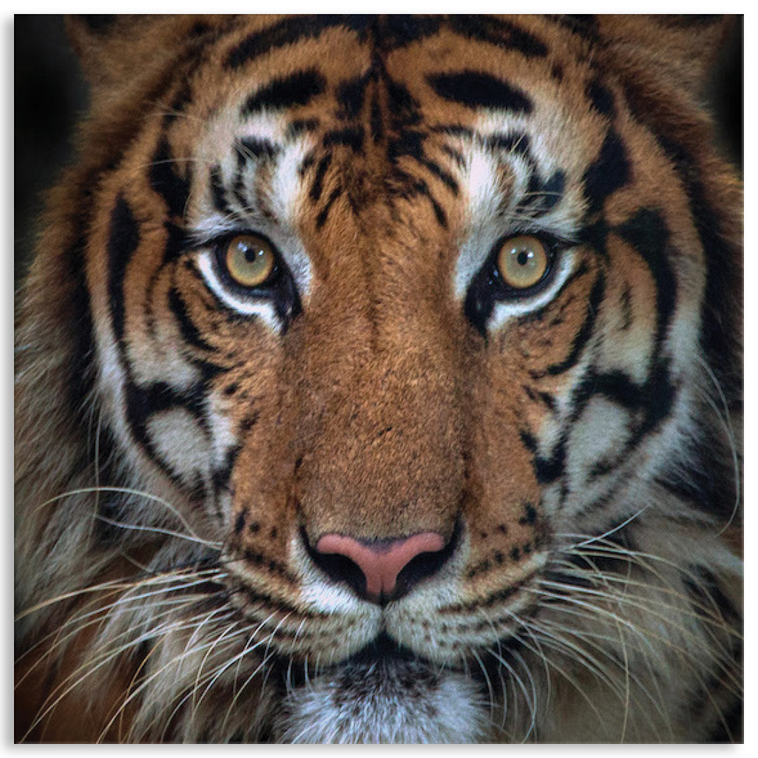 BENGAL TIGER II - Canvas Print