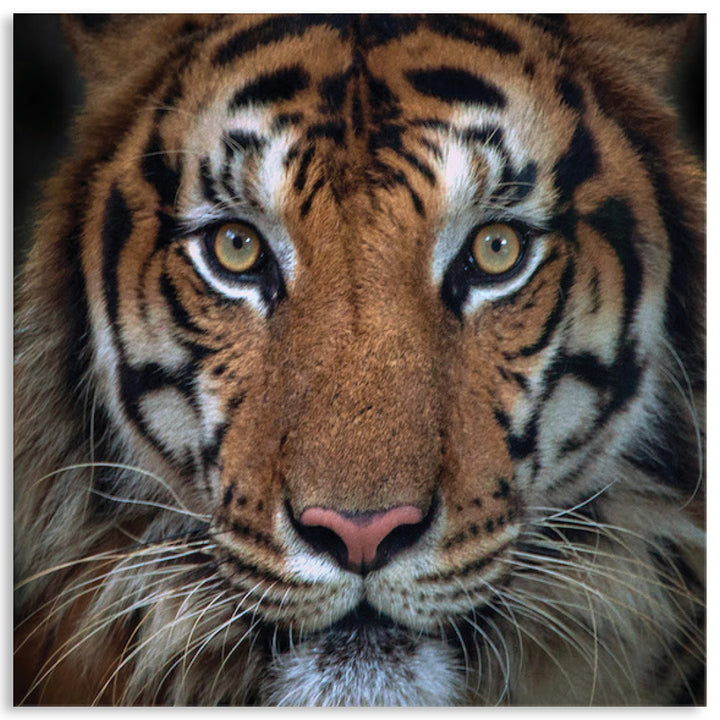 BENGAL TIGER II - Canvas Print