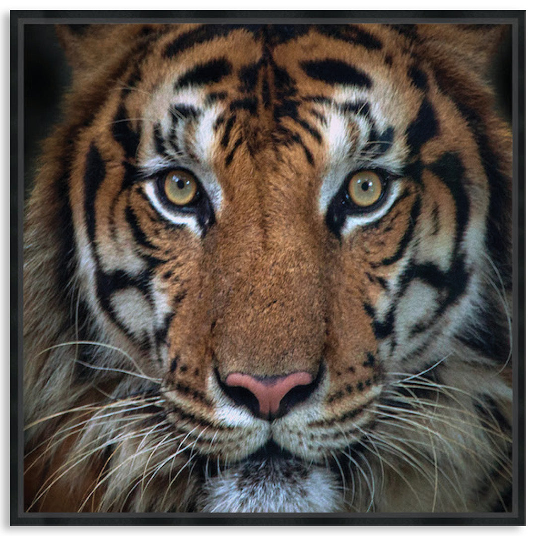 BENGAL TIGER II - Framed Canvas