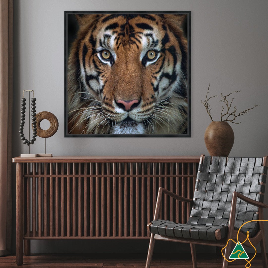 BENGAL TIGER II - Framed Canvas