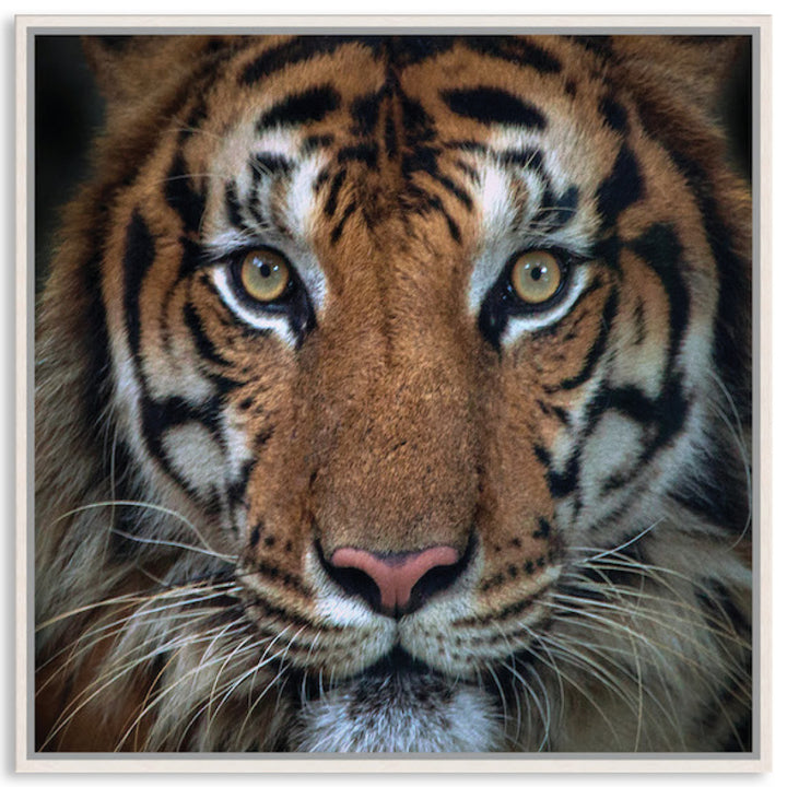 BENGAL TIGER II - Framed Canvas