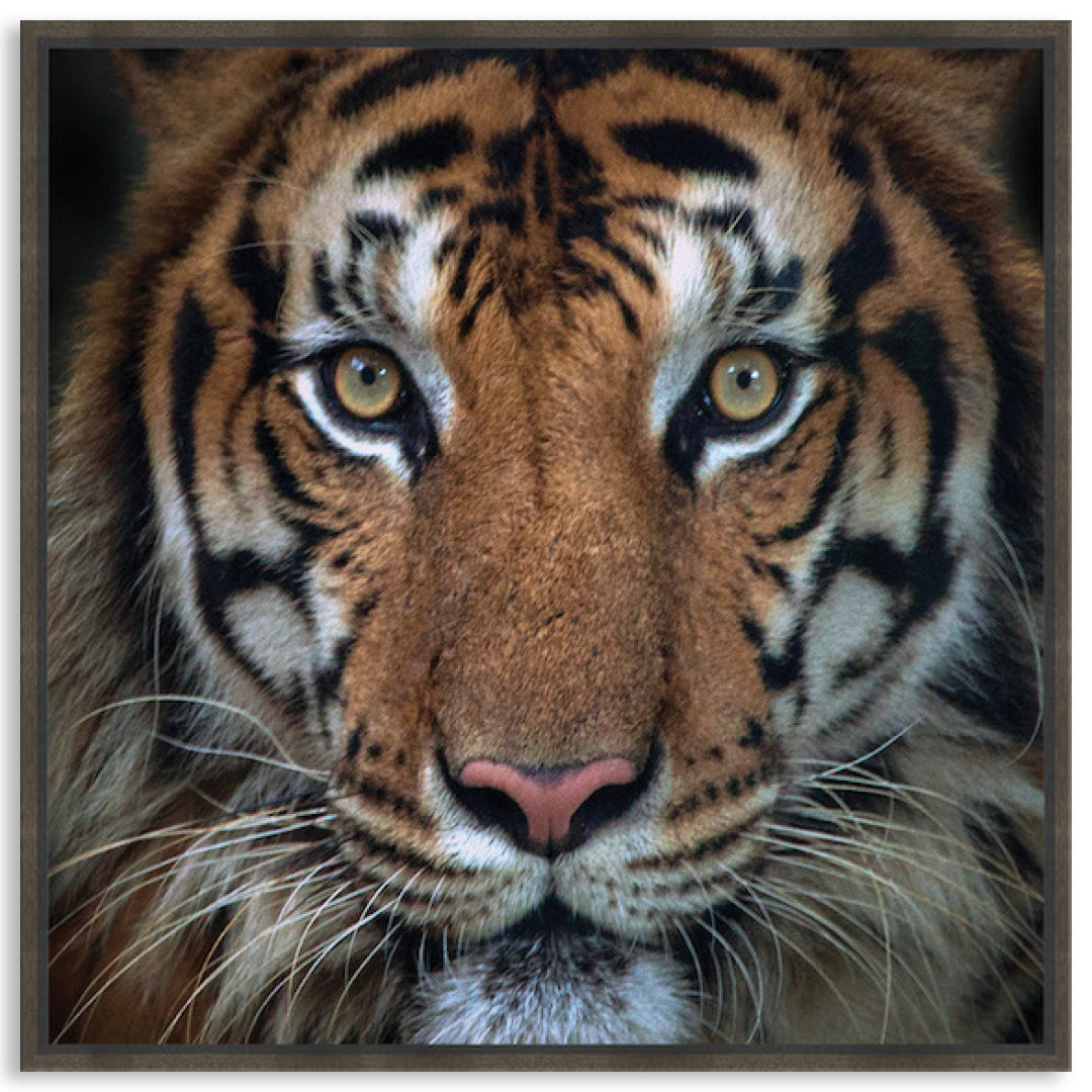 BENGAL TIGER II - Framed Canvas