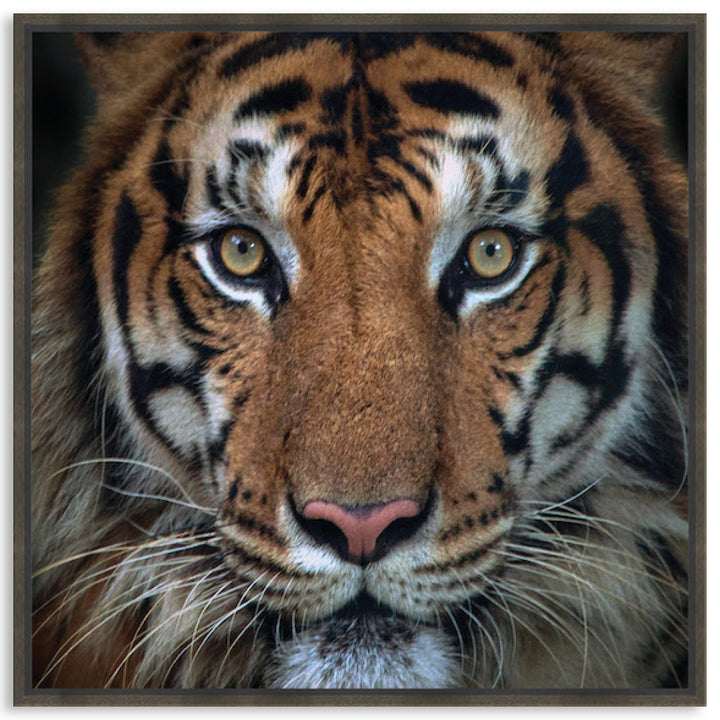 BENGAL TIGER II - Framed Canvas