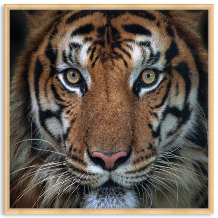 BENGAL TIGER II - Framed Canvas