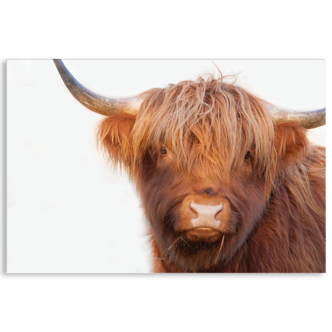 HAMISH I - Canvas Print