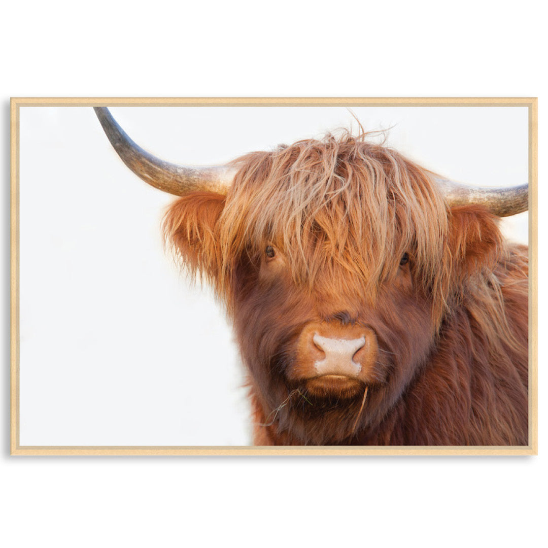 HAMISH I - Framed Canvas