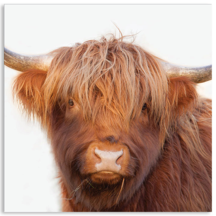 HAMISH II - Canvas Print