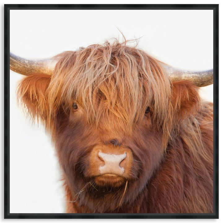 HAMISH II - Framed Canvas