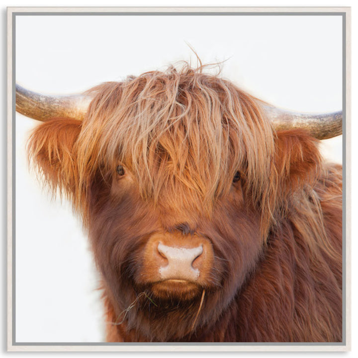HAMISH II - Framed Canvas