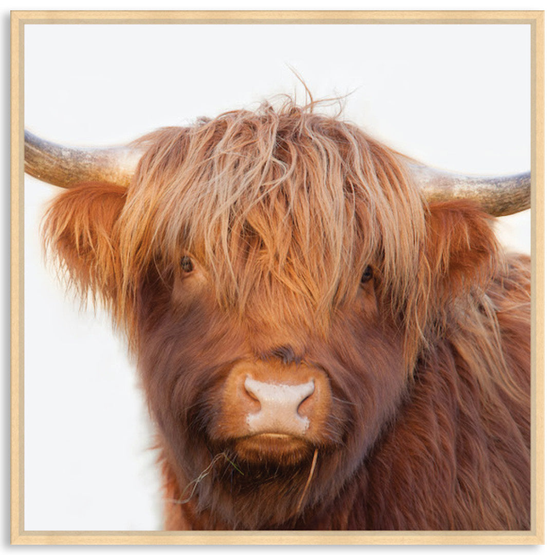 HAMISH II - Framed Canvas