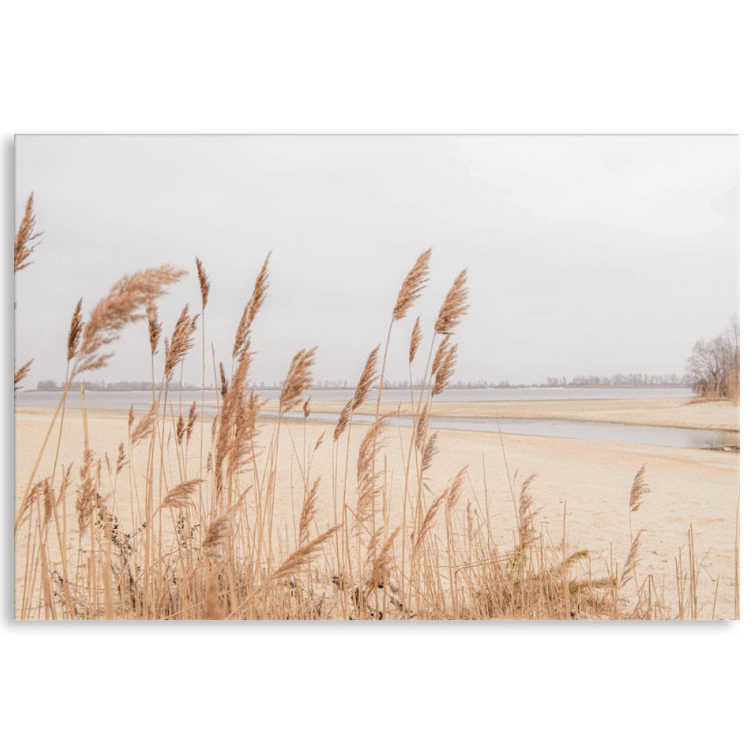 PAMPAS GRASS I - Canvas Print
