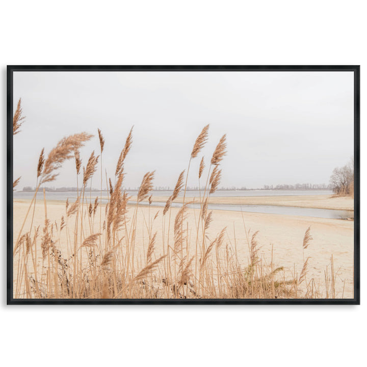 PAMPAS GRASS I - Framed Canvas