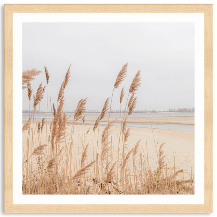 PAMPAS GRASS II - Framed Print
