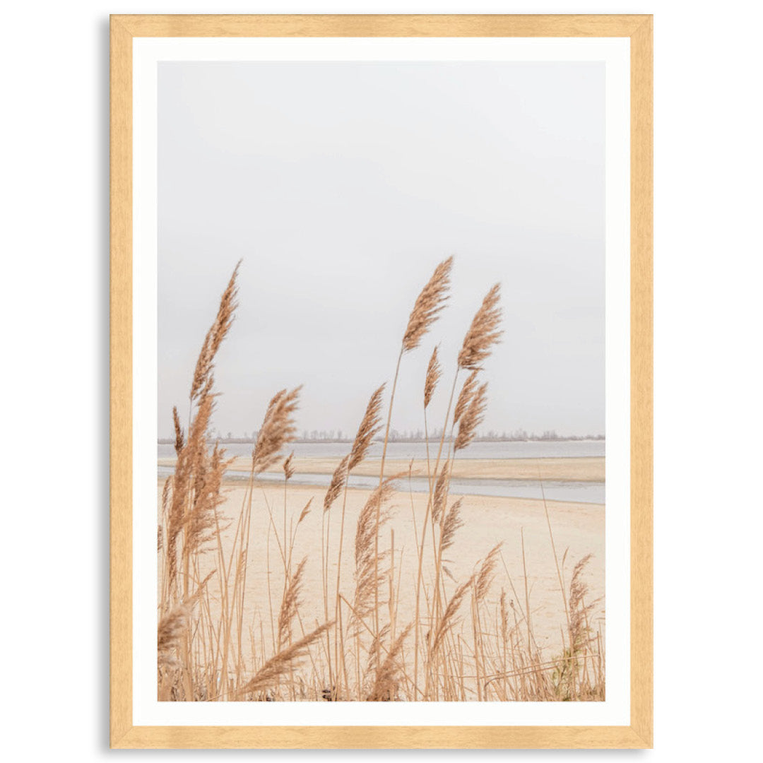 PAMPAS GRASS IV - Framed Print