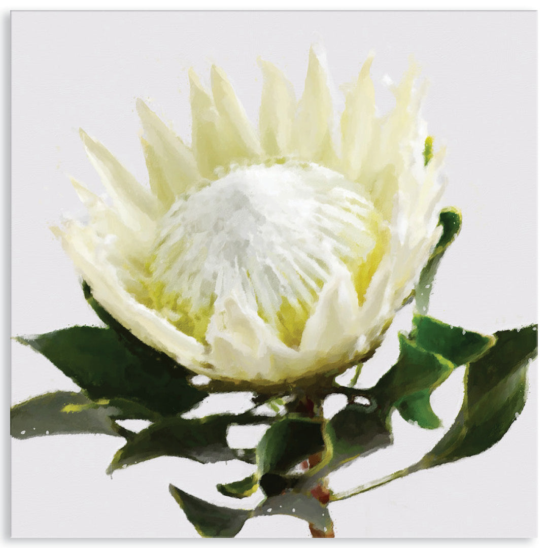 PROTEA WHITE - Canvas Print