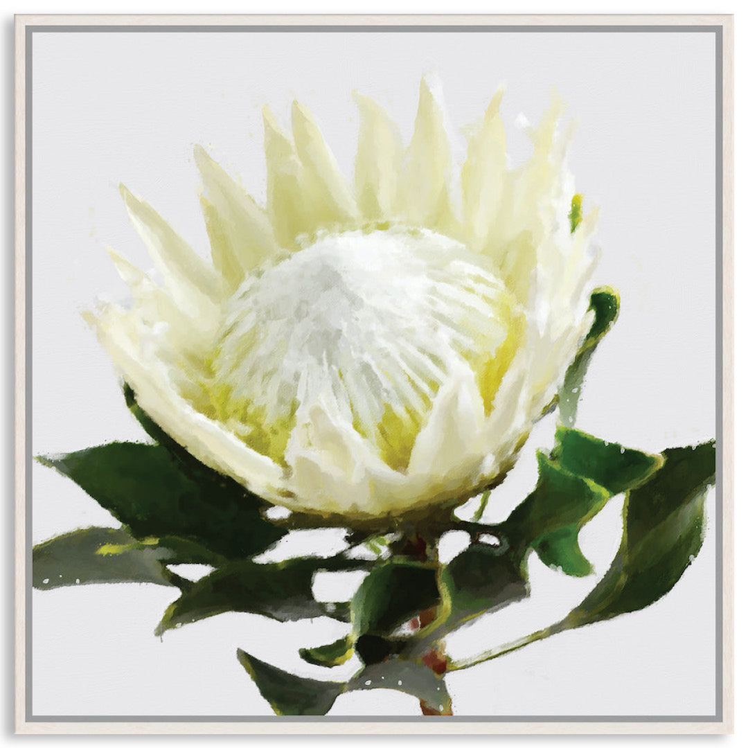 PROTEA WHITE - Framed Canvas
