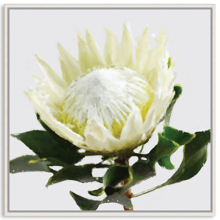 PROTEA WHITE - Framed Canvas