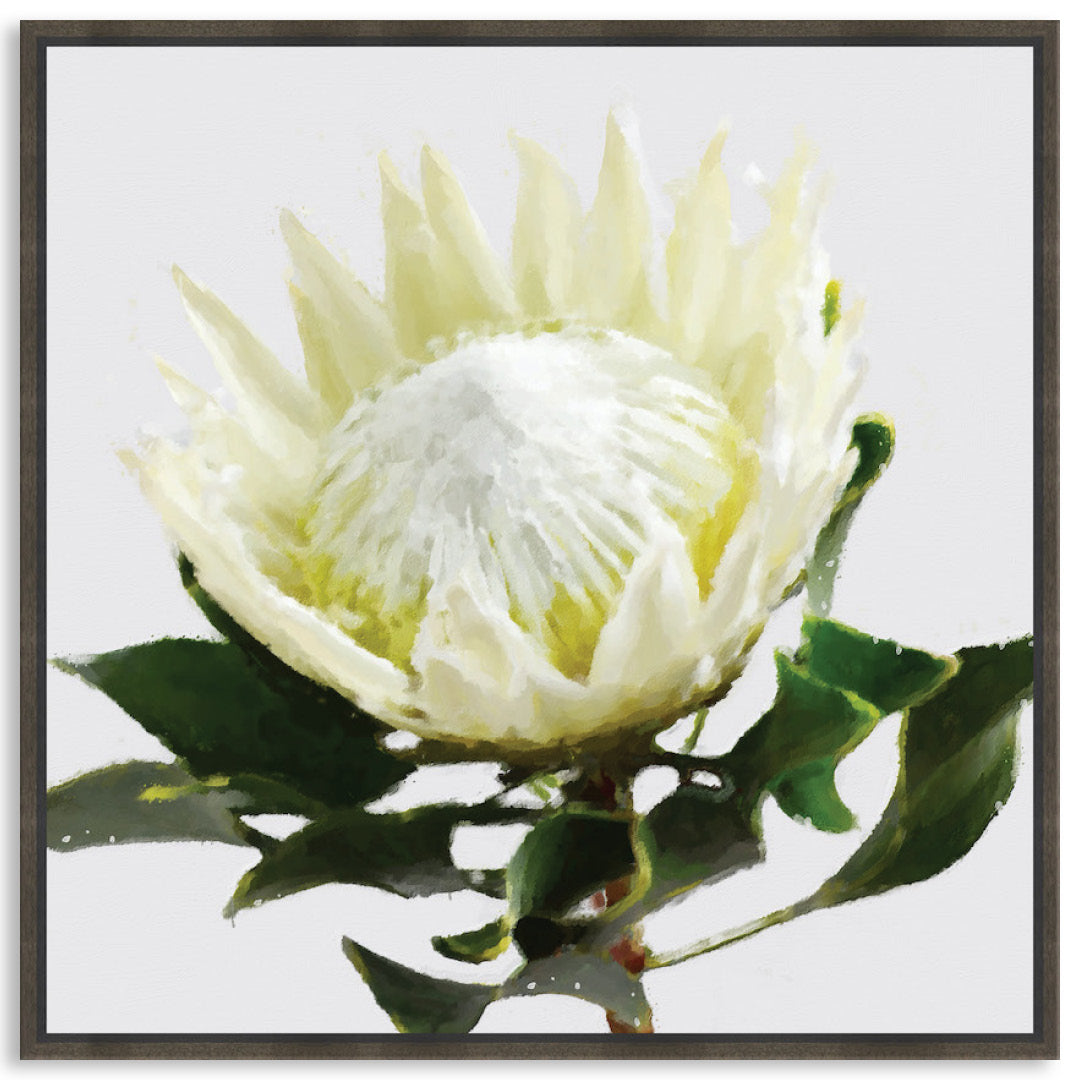 PROTEA WHITE - Framed Canvas