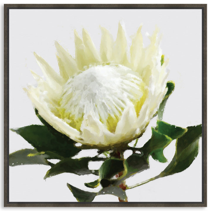 PROTEA WHITE - Framed Canvas