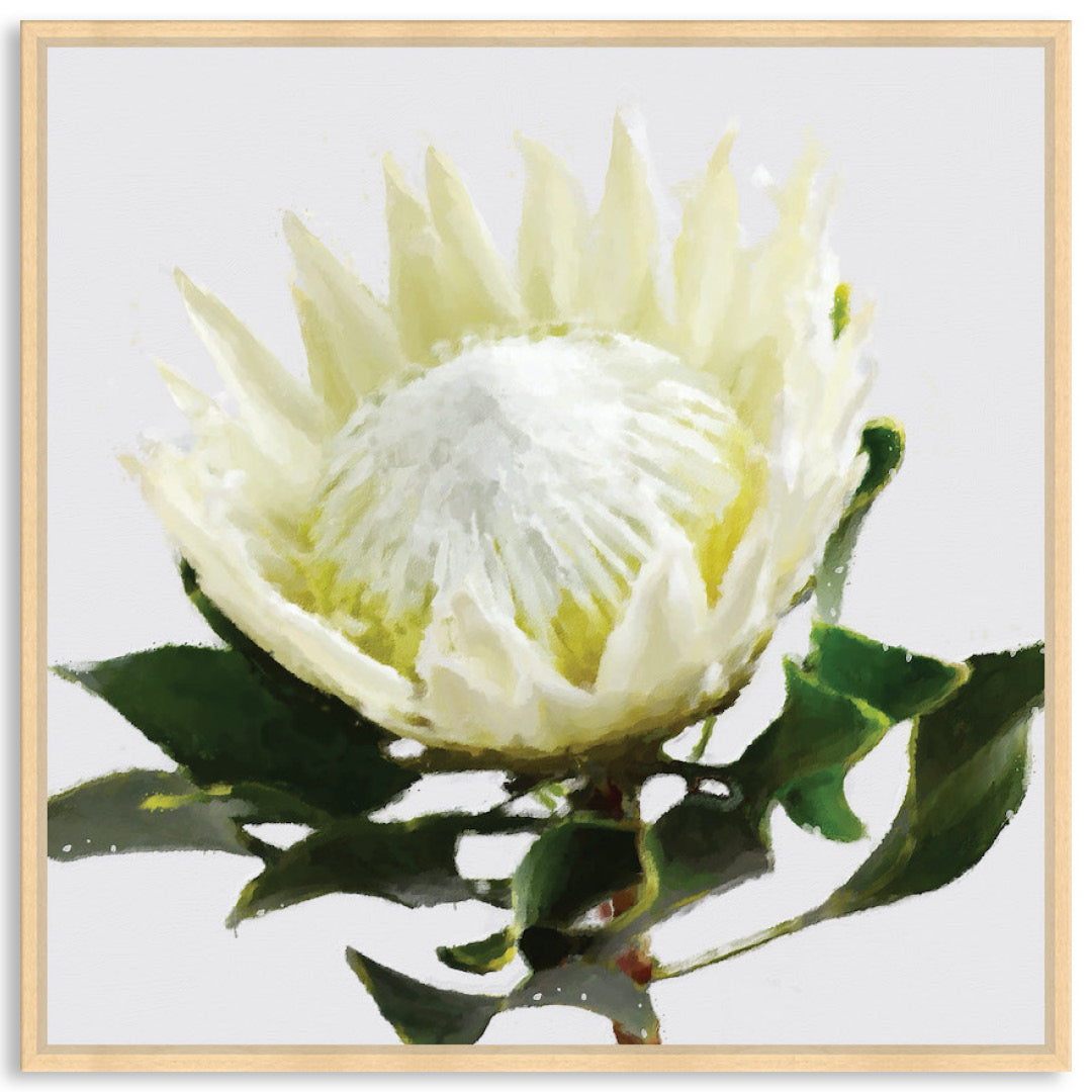 PROTEA WHITE - Framed Canvas