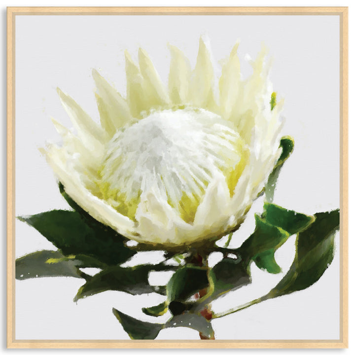 PROTEA WHITE - Framed Canvas