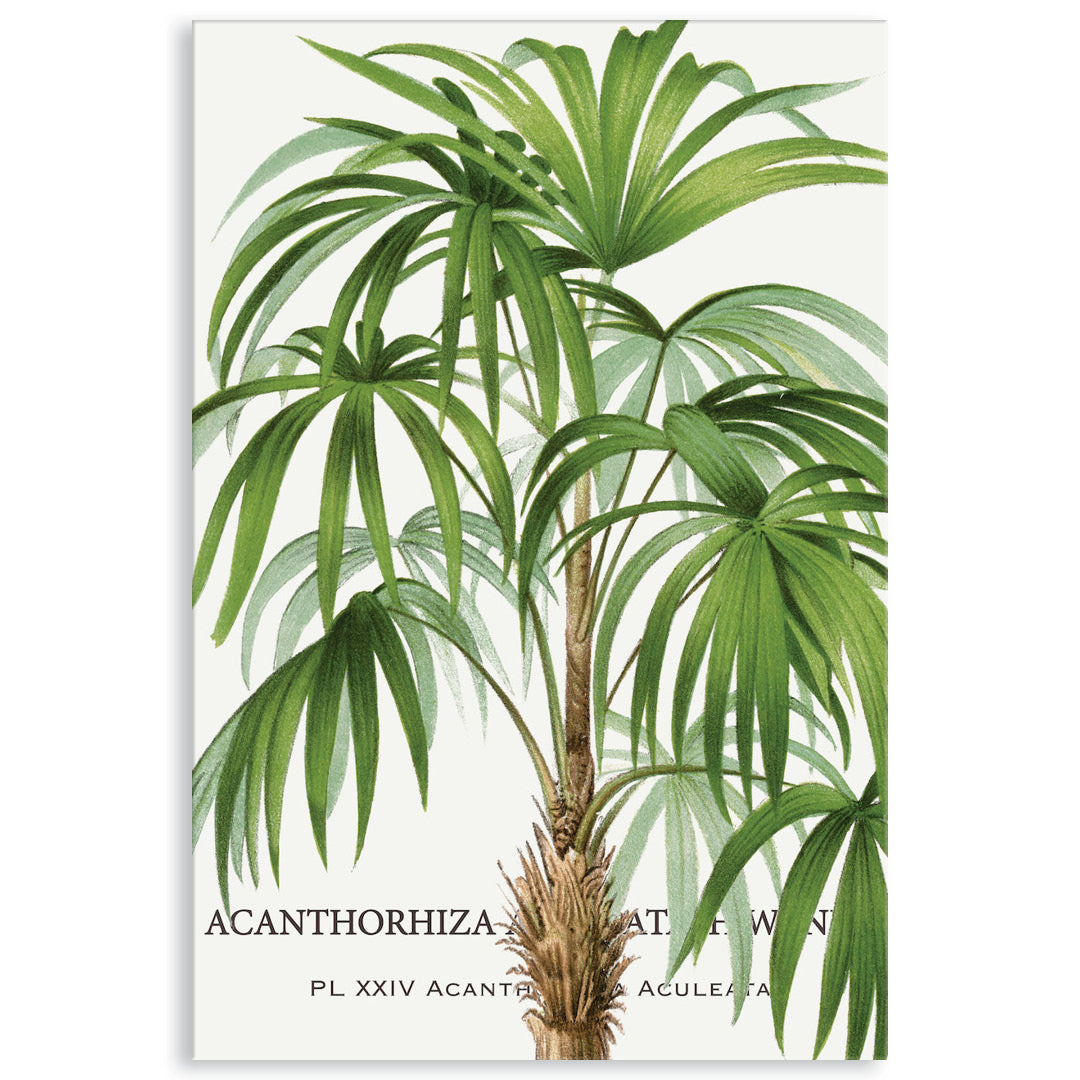 PALM COLLECTION I - Canvas Print
