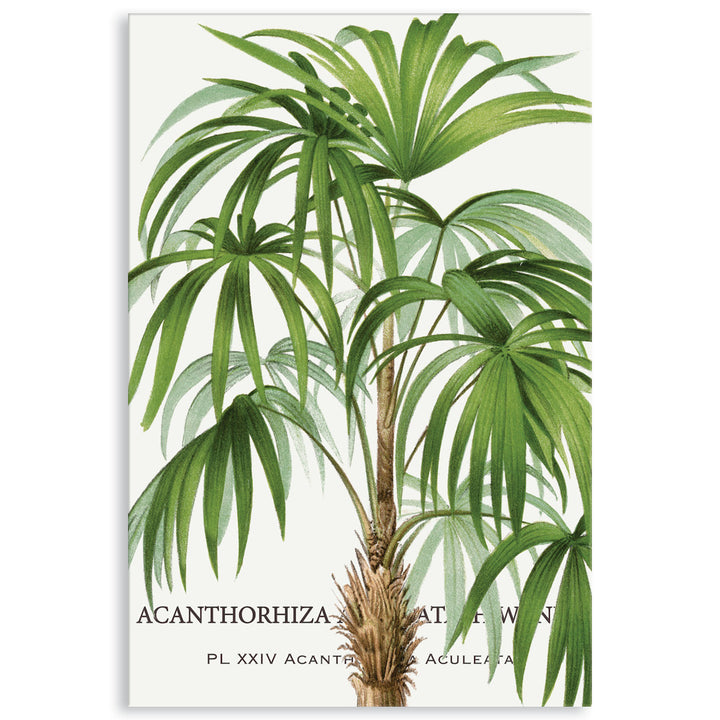 PALM COLLECTION I - Canvas Print
