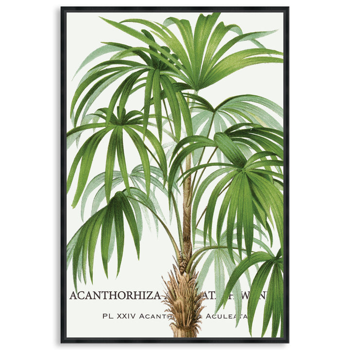 PALM COLLECTION I - Framed Canvas