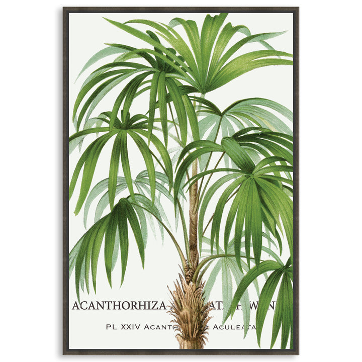 PALM COLLECTION I - Framed Canvas