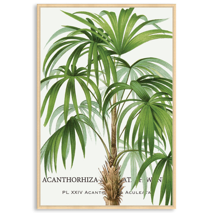 PALM COLLECTION I - Framed Canvas