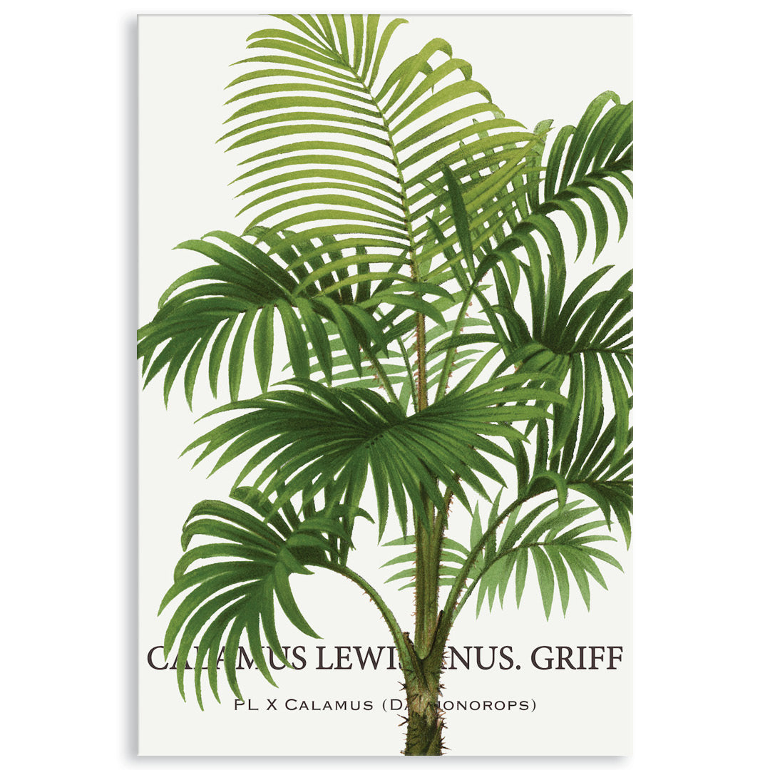 PALM COLLECTION II - Canvas Print