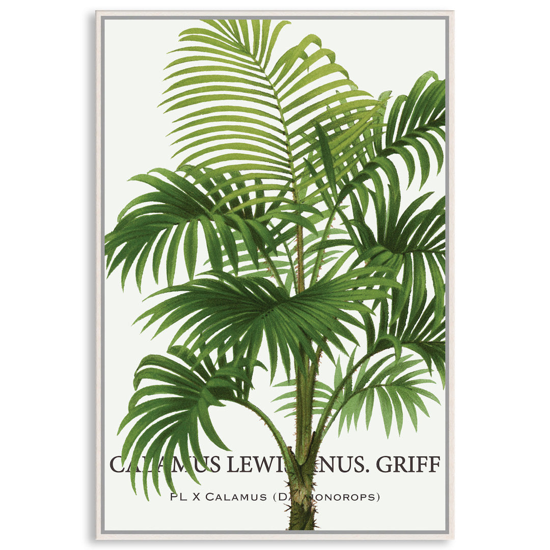 PALM COLLECTION II - Framed Canvas
