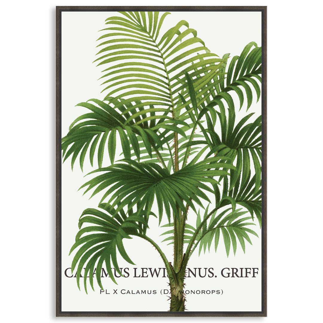 PALM COLLECTION II - Framed Canvas