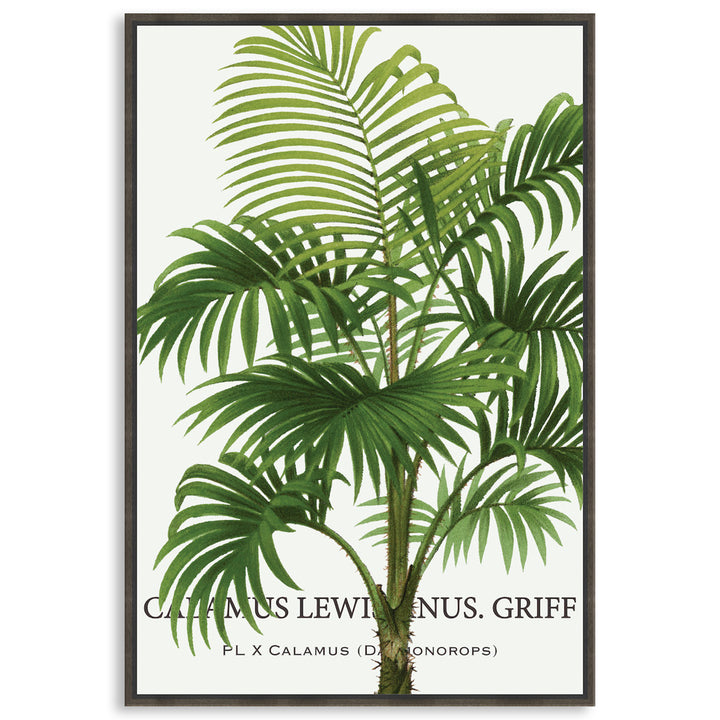 PALM COLLECTION II - Framed Canvas