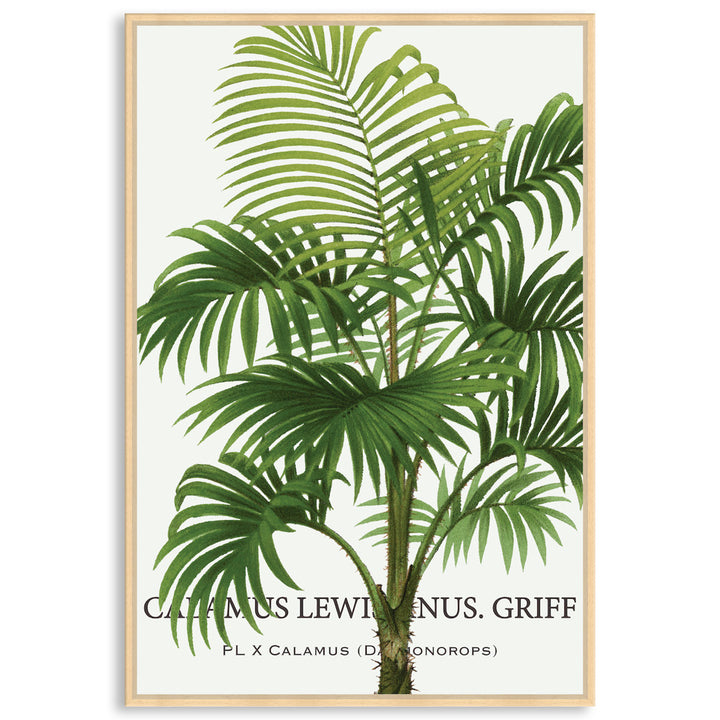 PALM COLLECTION II - Framed Canvas