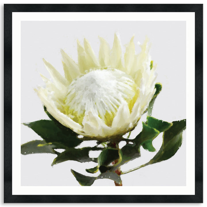 PROTEA WHITE - Framed Print