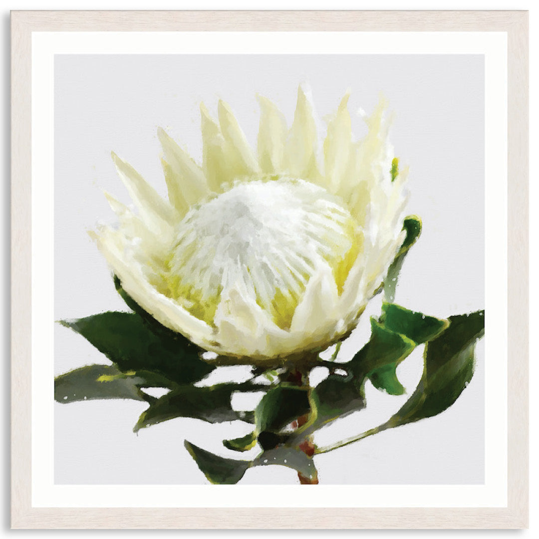 PROTEA WHITE - Framed Print