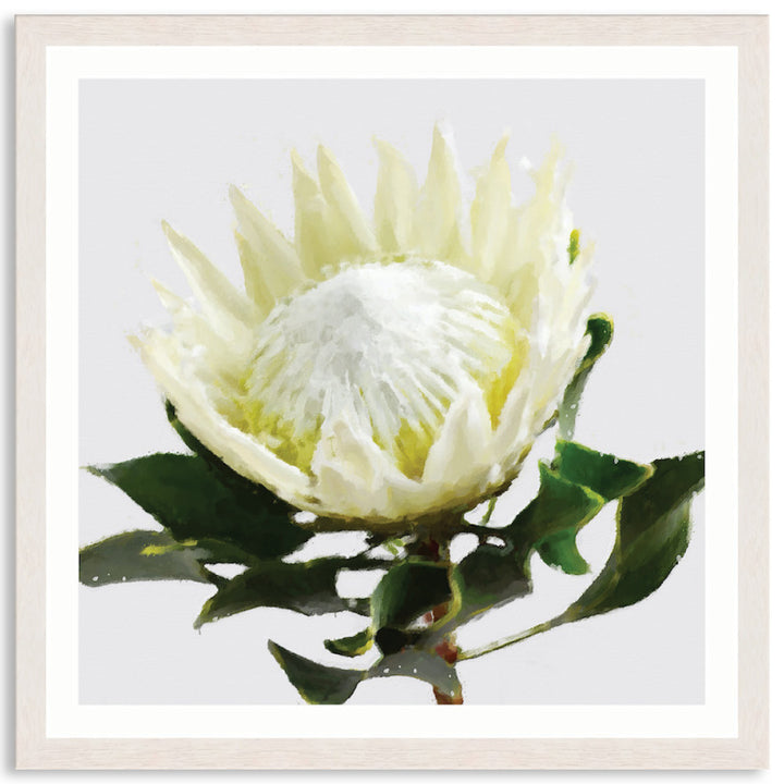 PROTEA WHITE - Framed Print