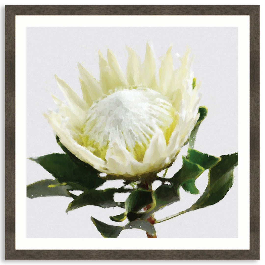 PROTEA WHITE - Framed Print
