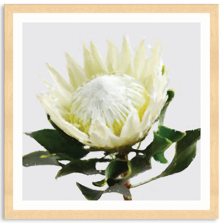PROTEA WHITE - Framed Print